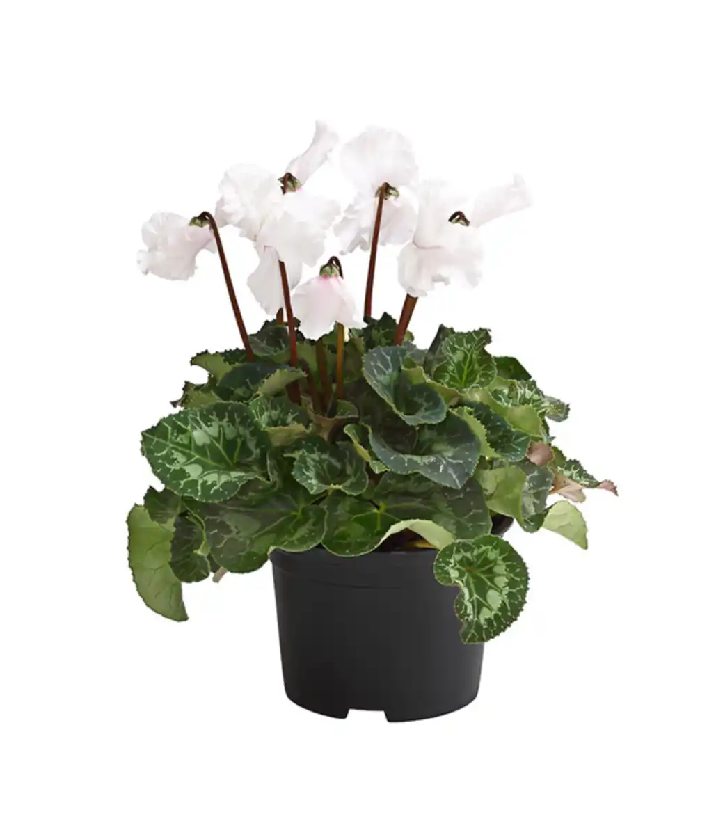 Bild 3 von XXL Alpenveilchen, verschiedene Farben