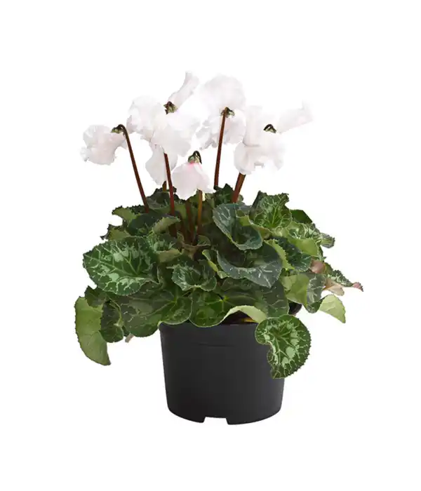 Bild 3 von XXL Alpenveilchen, verschiedene Farben