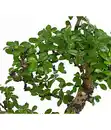 Bild 3 von Bonsai - Fukientee, 12-15 Jahre