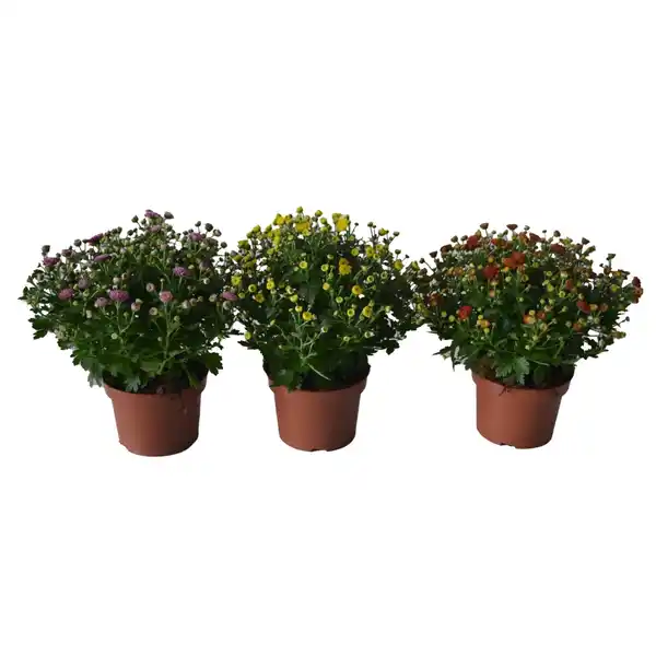 Bild 4 von Chrysantheme in Farben Höhe ca. 25 cm Topf-Ø ca. 12 cm Chrysanthemum indicum