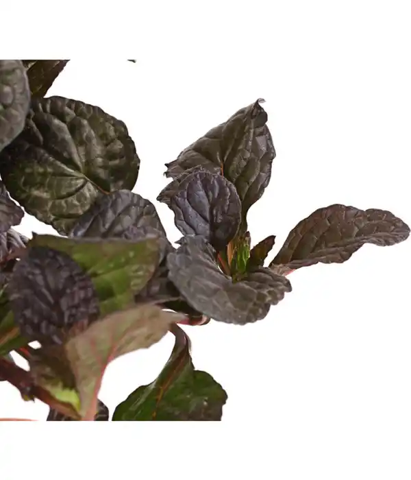 Bild 4 von Günsel 'Mahagoni'