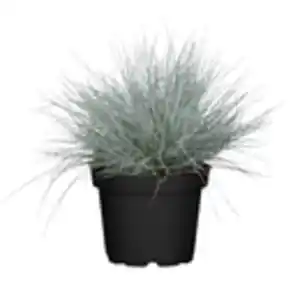 GROW by OBI Blau-Schwingel Topf Ø 17 cm Festuca Glauca