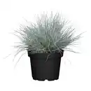 Bild 1 von GROW by OBI Blau-Schwingel Topf Ø 17 cm Festuca Glauca