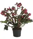 Bild 2 von Dehner Premium Schneerose 'Ice N' Roses® Red' - Helleborus Gold Collection®