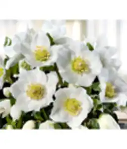 Christrose 'HGC® Wintergold®' - Helleborus Gold Collection®