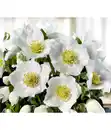 Bild 1 von Christrose 'HGC® Wintergold®' - Helleborus Gold Collection®