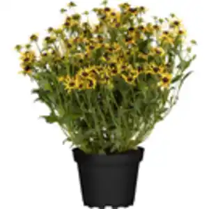 GROW by OBI Sonnenhut "Sunbeckia" ca. 20 - 30 cm Rudbeckia hirta