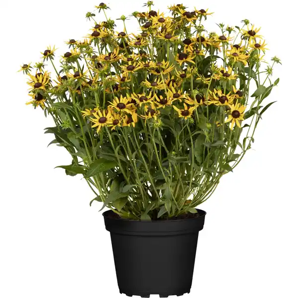 Bild 1 von GROW by OBI Sonnenhut "Sunbeckia" ca. 20 - 30 cm Rudbeckia hirta