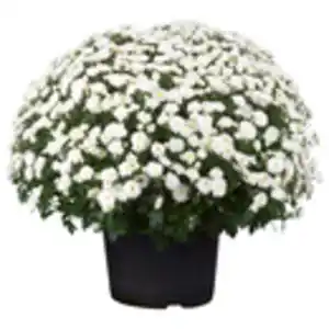 GROW by OBI Chrysantheme Weiß Höhe ca. 40 cm Topf-Ø 19 cm Chrysanthemum indicum