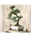 Bild 2 von Bonsai - Fukientee, 12-15 Jahre