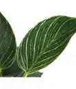 Bild 4 von Philodendron 'White Wave'