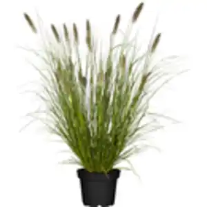 GROW by OBI Lampenputzergras "Hameln" Topf-Ø ca. 16 cm Penissetum