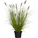 Bild 1 von GROW by OBI Lampenputzergras "Hameln" Topf-Ø ca. 16 cm Penissetum