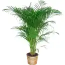 Bild 3 von Goldfruchtpalme Höhe 110 - 120 cm Topf-Ø ca. 24 cm Areca Dypsis lutescens