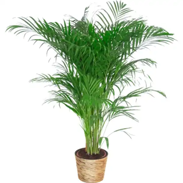Bild 3 von Goldfruchtpalme Höhe 110 - 120 cm Topf-Ø ca. 24 cm Areca Dypsis lutescens