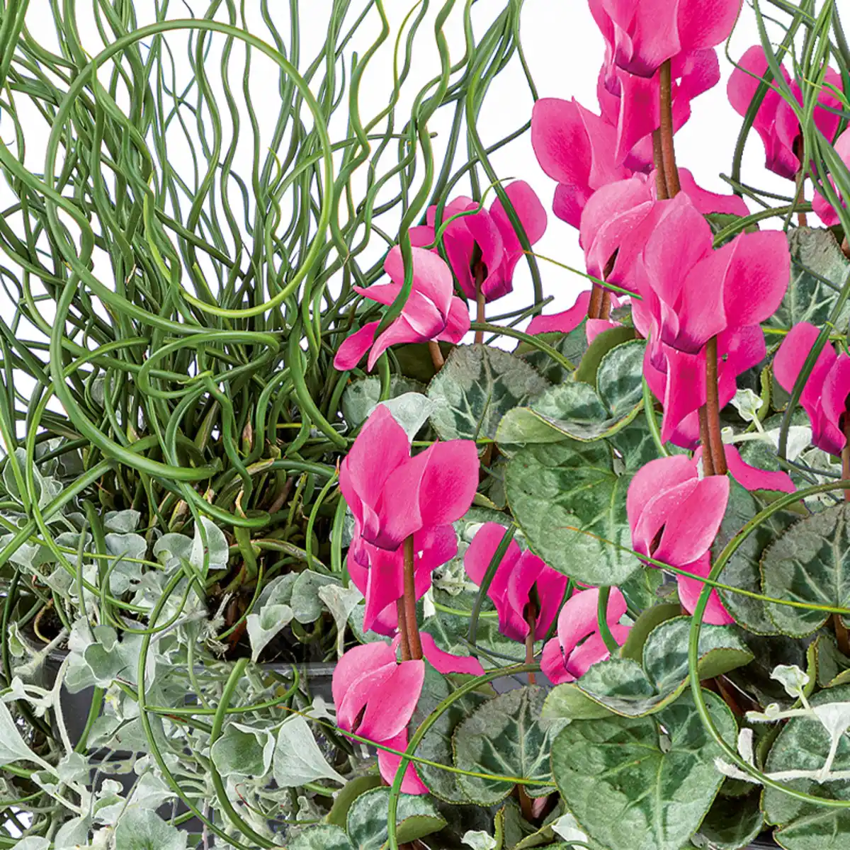 Bild 1 von Herbst Hexe Trio