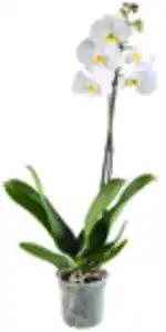 Orchidee