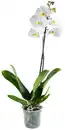 Bild 1 von Orchidee