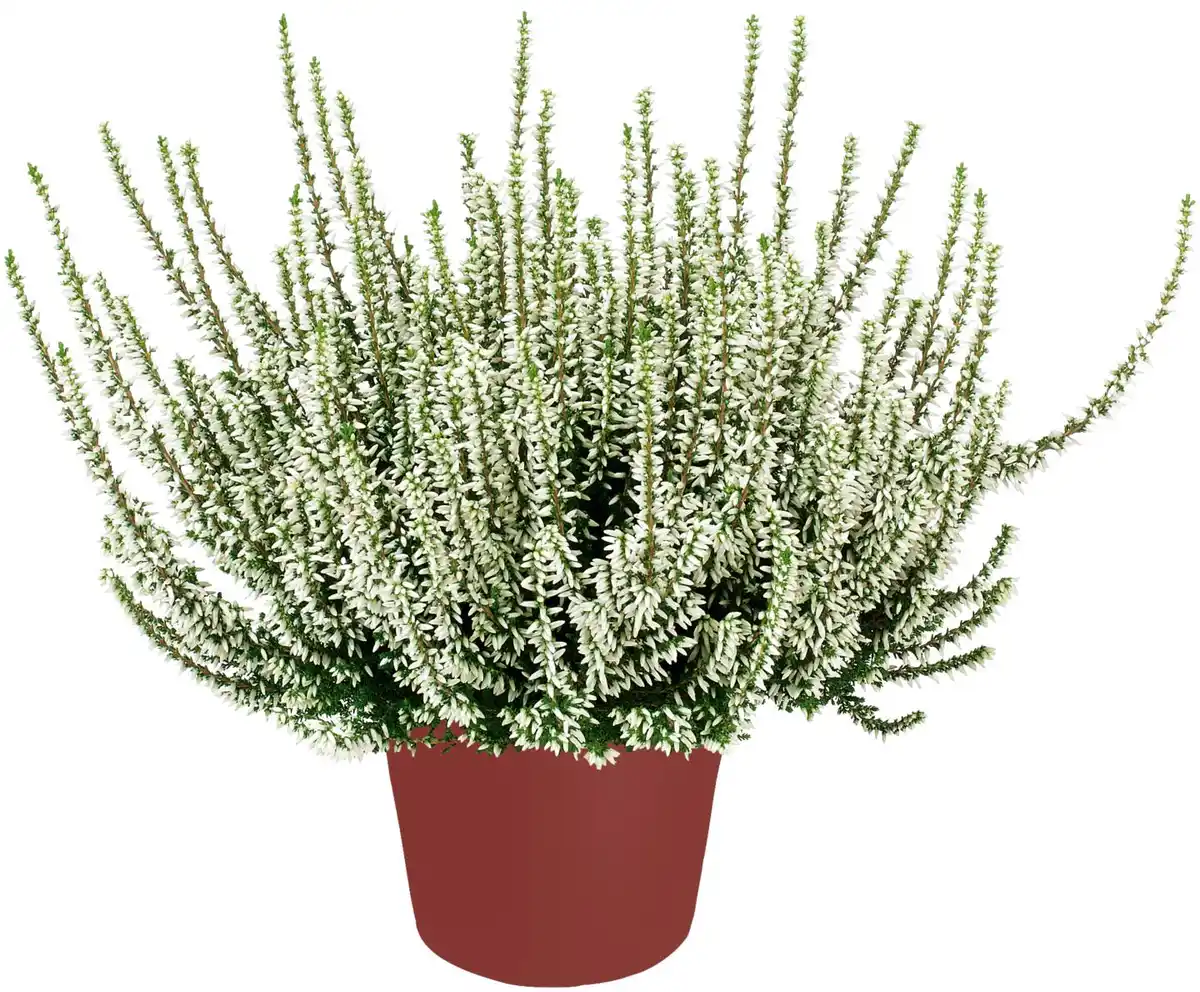 Bild 2 von Herbstpflanzen