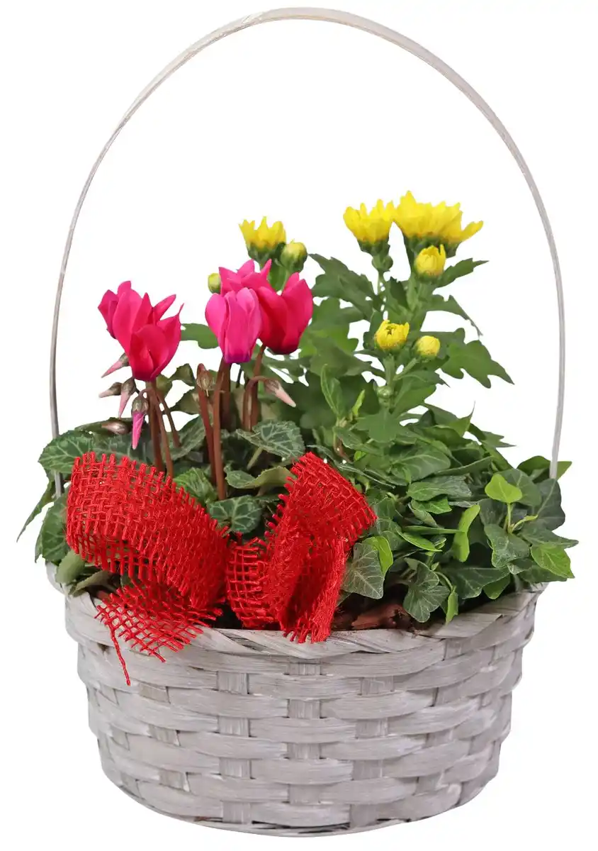 Bild 3 von Herbstpflanzen