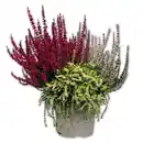 Bild 3 von Calluna vulgaris Trio Girls Special