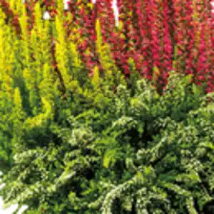 Calluna vulgaris Trio Girls Special