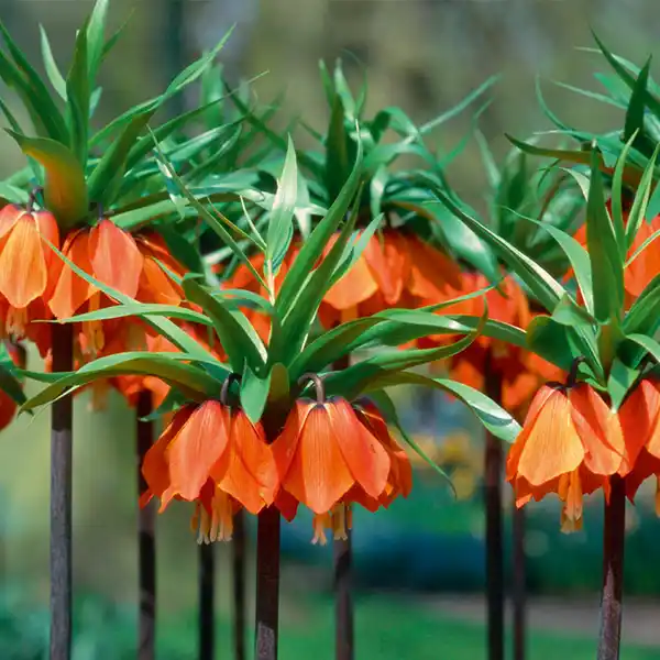 Bild 1 von Finest Garden Kaiserkrone-Zwiebeln