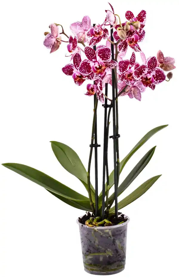 Bild 1 von Orchidee