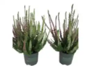 Calluna 'Beauty Ladies' 11cm im Topf