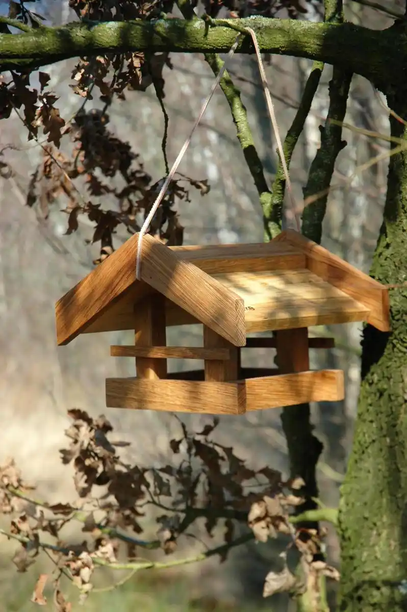 Bild 4 von "Basis", Eiche