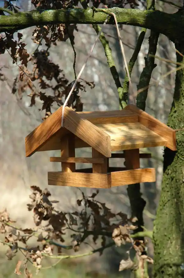 Bild 4 von "Basis", Eiche