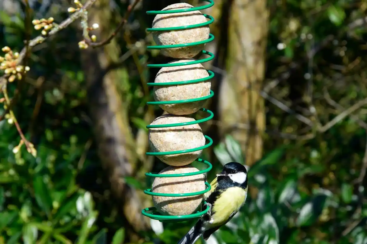 Bild 4 von Meisenknödel 50 Stück a 90g Tierfutter Vogelfutter