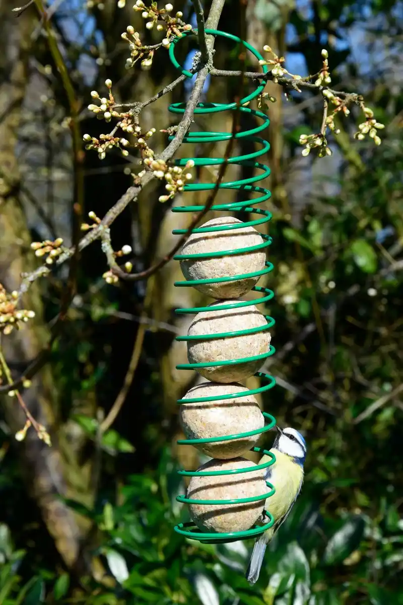 Bild 2 von Meisenknödel 50 Stück a 90g Tierfutter Vogelfutter