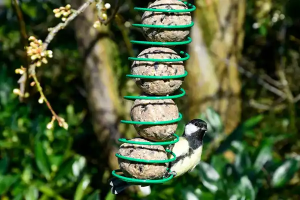 Bild 2 von Meisenknödel 100 Stück a 80g Tierfutter Vogelfutter