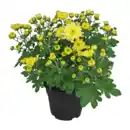 Bild 2 von GARDENLINE Chrysantheme