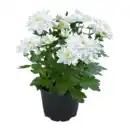 Bild 4 von GARDENLINE Chrysantheme