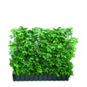 Hecke am laufenden Meter® Spindelstrauch 'Coloratus' 100 x 120 cm