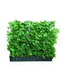 Bild 1 von Hecke am laufenden Meter® Spindelstrauch 'Coloratus' 100 x 120 cm