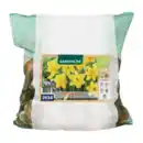 Bild 2 von GARDENLINE Narzissen- / Tulpenzwiebeln 1kg