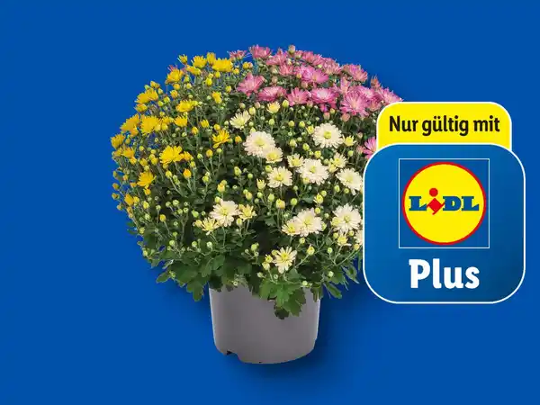 Bild 1 von Chrysanthemenbusch-Trio