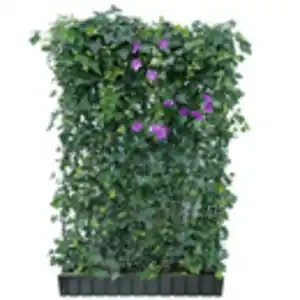 Hecke am laufenden Meter® Efeu 'Woerneri'/Clematis violett 180 x 120 cm