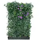 Bild 1 von Hecke am laufenden Meter® Efeu 'Woerneri'/Clematis violett 180 x 120 cm