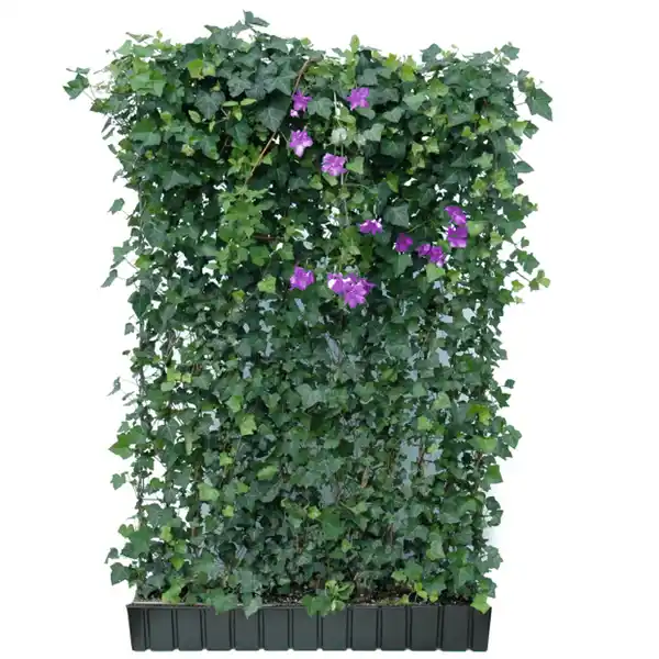 Bild 1 von Hecke am laufenden Meter® Efeu 'Woerneri'/Clematis violett 180 x 120 cm