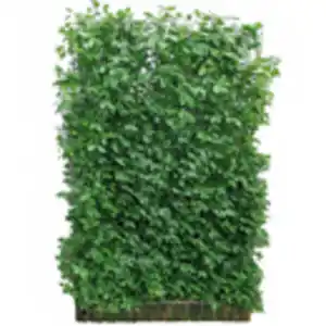 Hecke am laufenden Meter® Spindelstrauch 'Coloratus' 180 x 120 cm