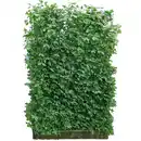 Bild 1 von Hecke am laufenden Meter® Spindelstrauch 'Coloratus' 180 x 120 cm