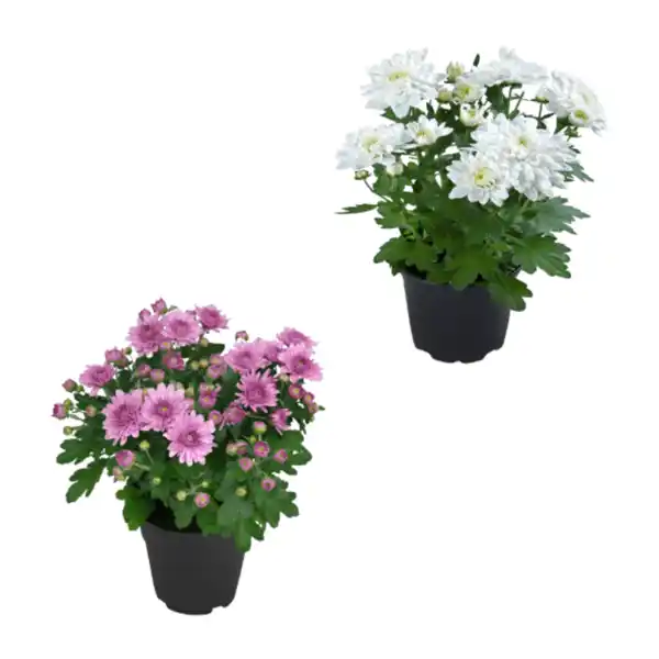 Bild 1 von GARDENLINE Chrysantheme