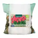 Bild 4 von GARDENLINE Narzissen- / Tulpenzwiebeln 1kg