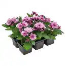 Bild 1 von GARDENLINE Viola & Chrys. 6er-Tray