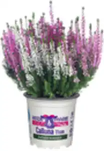 Heidemarie Calluna vulgaris die Dreifache Heidemarie® H 12 - 15 cm P11 Container