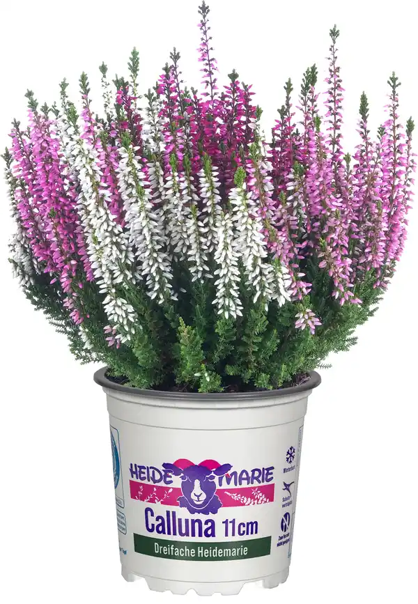 Bild 1 von Heidemarie Calluna vulgaris die Dreifache Heidemarie® H 12 - 15 cm P11 Container